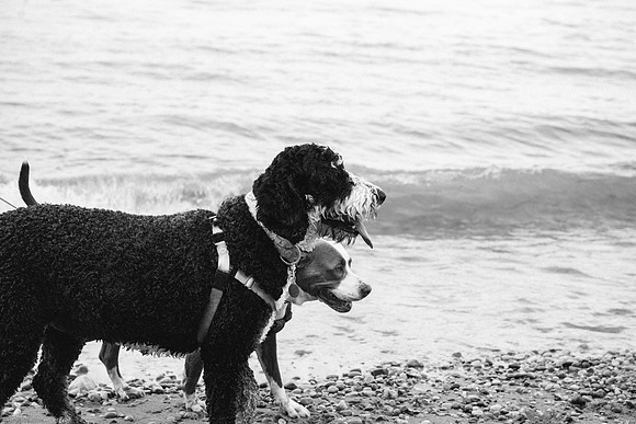 OffLeash2024-0903-2