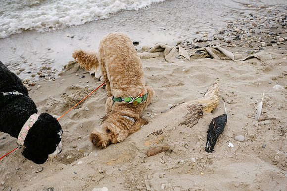 OffLeash2024-0763