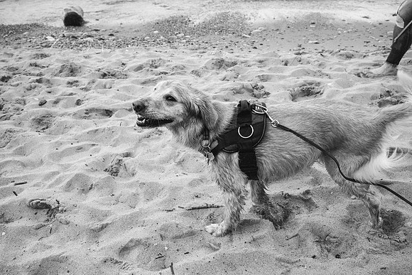 OffLeash2024-0942-2