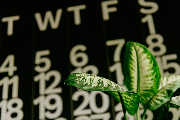 house-plants-8855