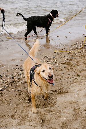 OffLeash2024-0883