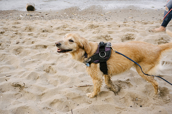 OffLeash2024-0942