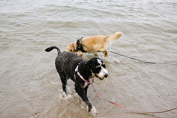 OffLeash2024-0873
