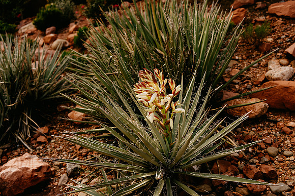 Sedona-4766