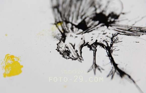 Bird Ink-14