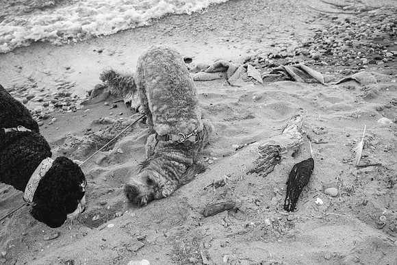 OffLeash2024-0763-2