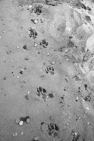 OffLeash2024-0709-2
