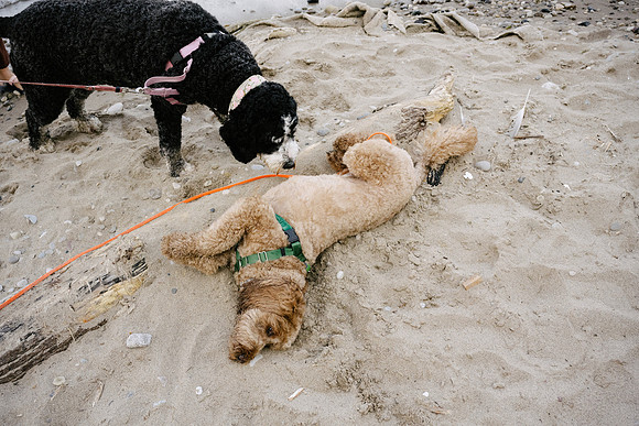 OffLeash2024-0765