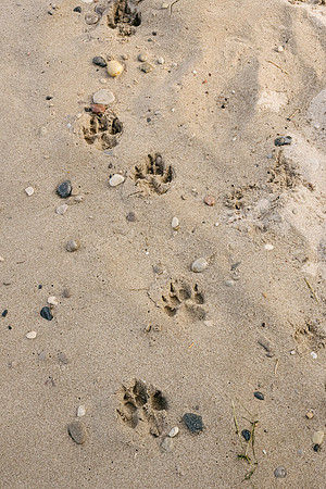 OffLeash2024-0710