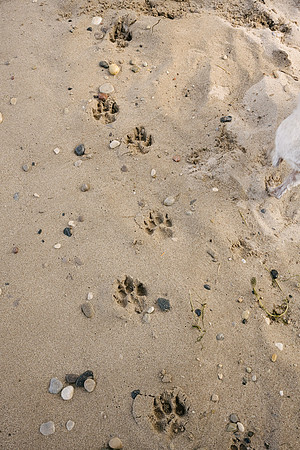 OffLeash2024-0709
