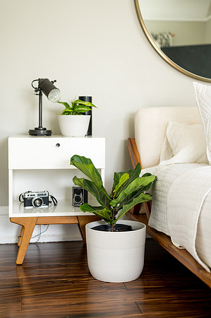 Plants.com-7029