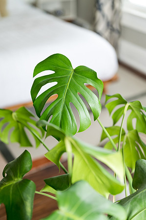 Plants.com-7032