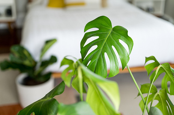 Plants.com-7033