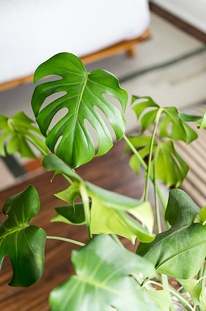 Plants.com-7034