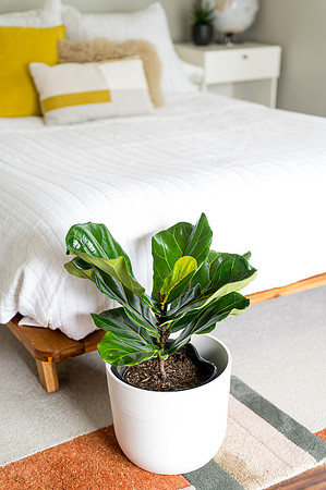 Plants.com-7038