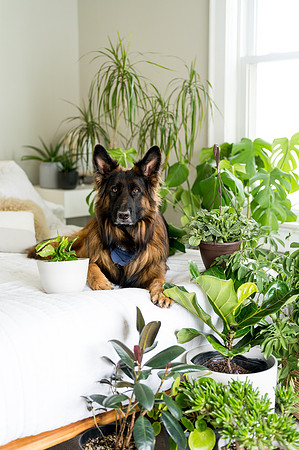 Plants.com-7042
