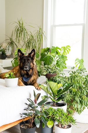 Plants.com-7046