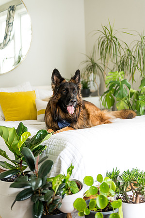 Plants.com-7050