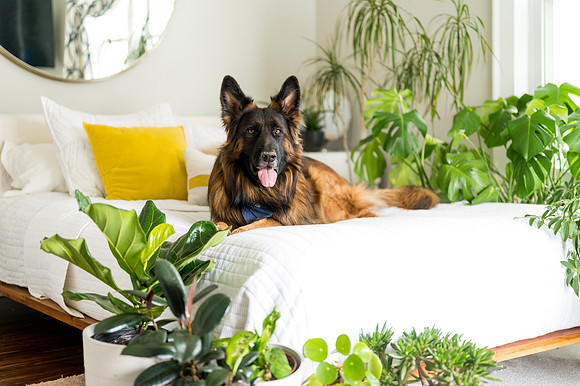 Plants.com-7053