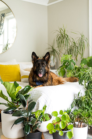 Plants.com-7056