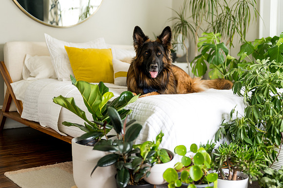 Plants.com-7060