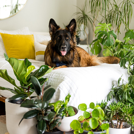 Plants.com-7060-2