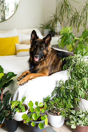 Plants.com-7075