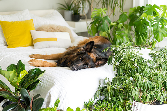 Plants.com-7068
