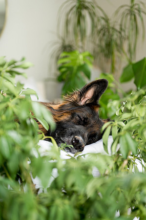 Plants.com-7080