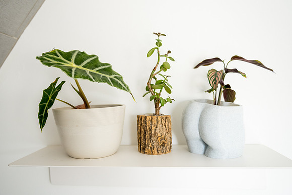 plants.com-8234