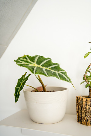 plants.com-8235