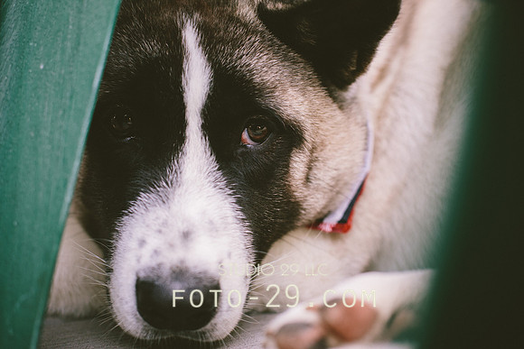 dog-7059