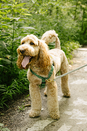 OffLeash2024-0493