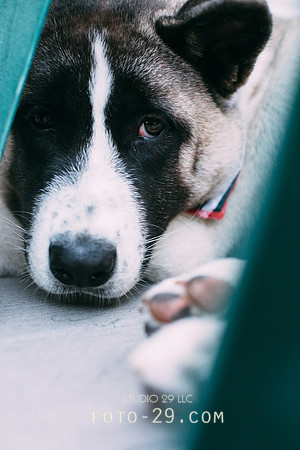 dog-7060