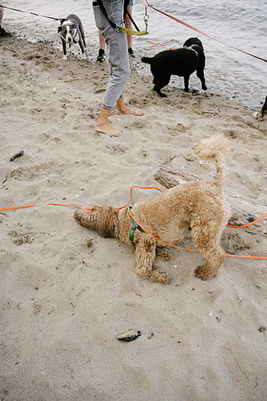 OffLeash2024-0768