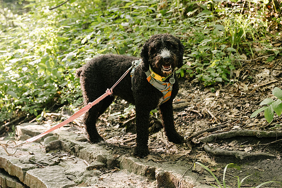 OffLeash2024-0581