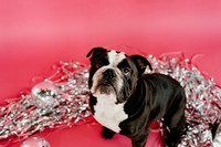 Bert & Natasha January 2023 In-Studio Mini Session