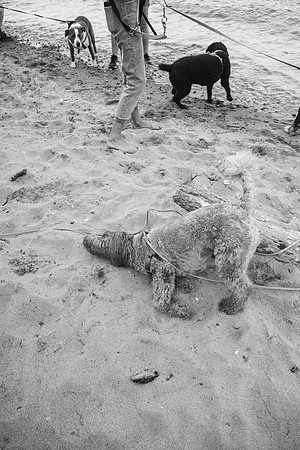 OffLeash2024-0768-2
