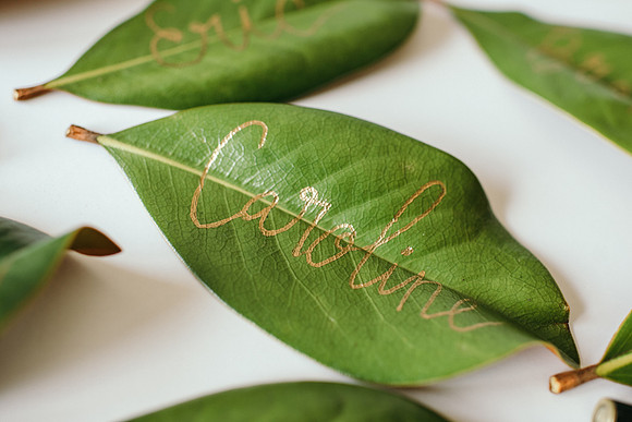 leaves-6495