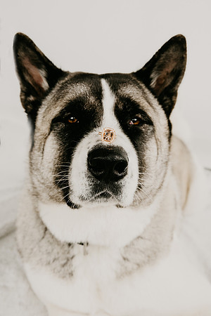 veil-dogs-edited-1580
