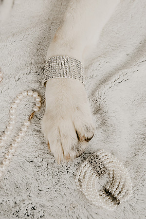 veil-dogs-edited-1576
