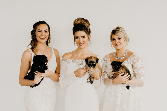 veil-dogs-edited-0787