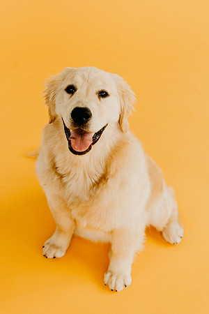Lucy-0259-2