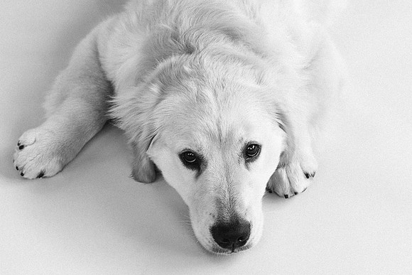 Lucy-0303
