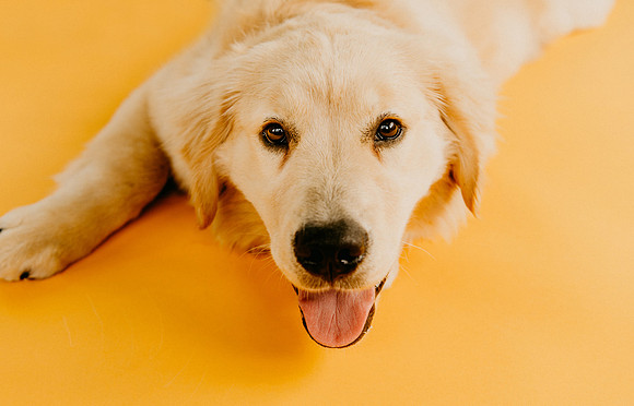 Lucy-0298
