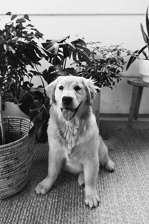 Lucy-0195-2