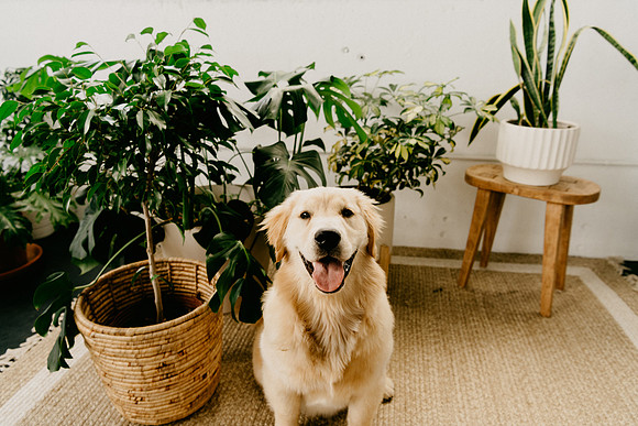 Lucy-0200-2