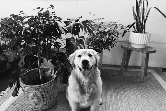 Lucy-0200