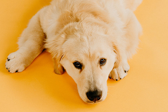 Lucy-0303-2