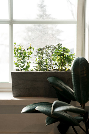 plants.com-2021-6171